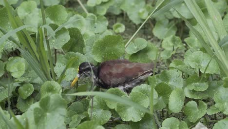 jacana bird from costa rica walking around aquatic swamp lands looking for food, dolly left follow shot