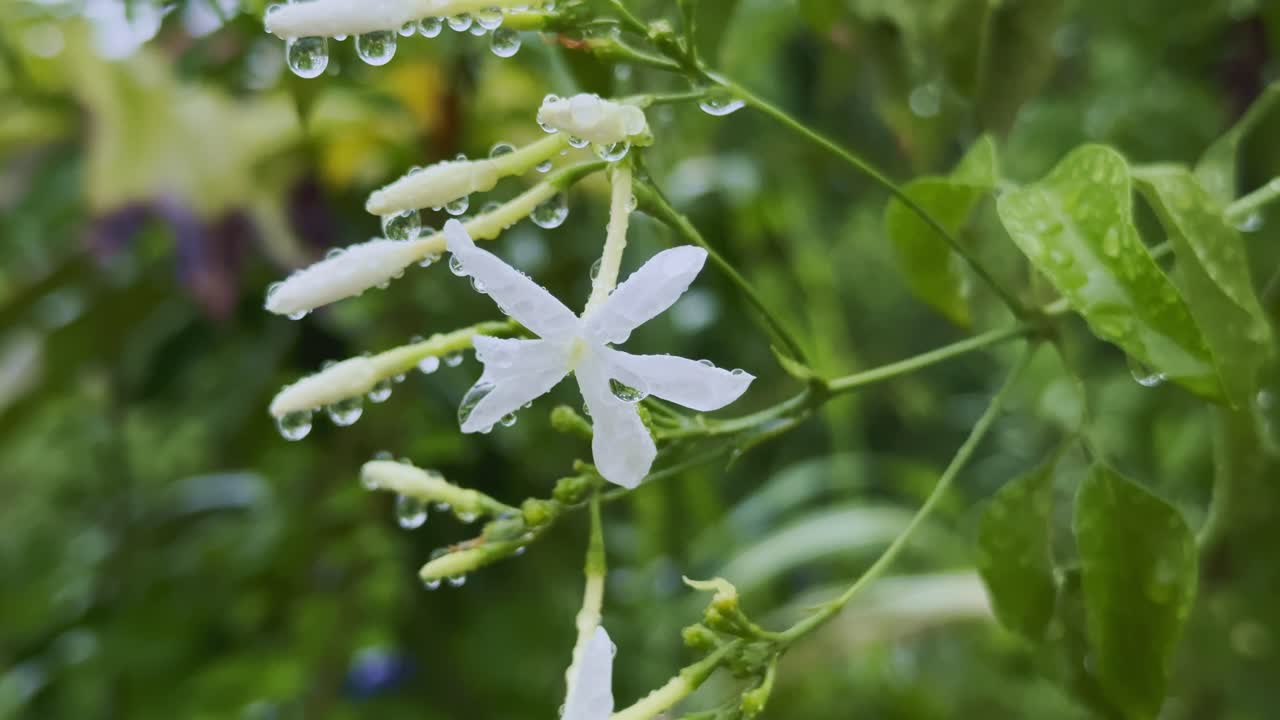 macro shot showcasing the intricate details of Jasminum auriculatum blossom and the glistening water droplets clinging to them emphasizing the natural charm and serene atmosphere of the floral display