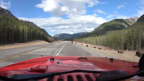 herd of wood bison grazing along the alaska highway