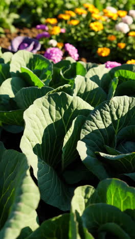 close-up of green and purple cabbages in a garden