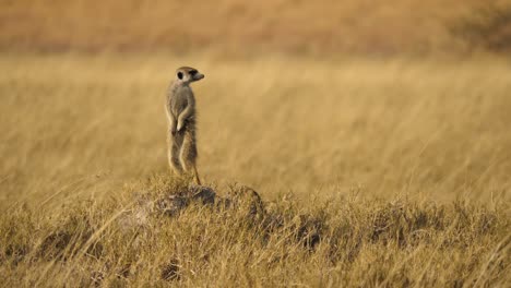 Toma-De-Establecimiento-De-Un-Suricato-En-Alerta-Máxima,-Mirando-Por-Encima-Del-Hombro-En-Busca-De-Peligro-En-Las-Llanuras-Cubiertas-De-Hierba-Seca-Del-Makgadikgadi-Pan-En-Botswana