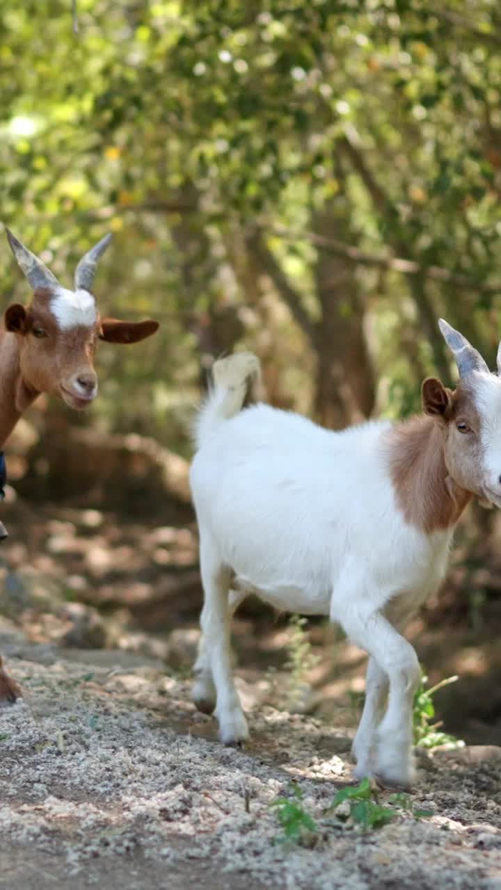 Dos cabras caminando y pastando en un bosque soleado