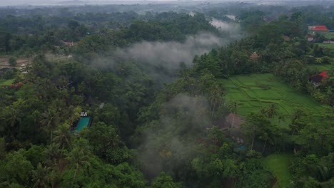 mysterious mist hanging in tropical river valley near ubud, bali, cloudy day