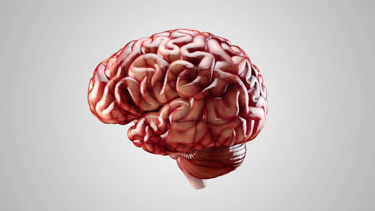 Anatomically accurate realistic 3d animation of human internal organ - brain.