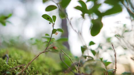 Man-collecting-lingonberries-in-a-forest-on-a-sunny-summer-evening