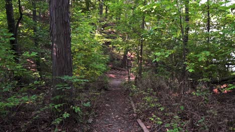 Hiking-through-a-forest-trail-in-northern-Ontario