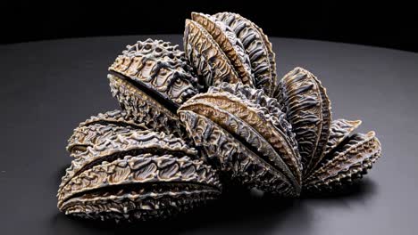 close-up of decorative dried seed pods