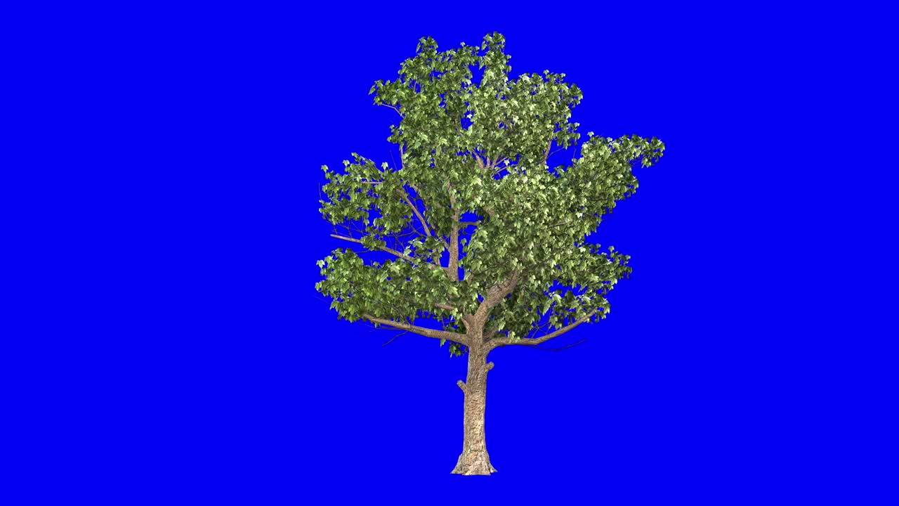3D american sycamore tree with wind effect on blue screen 3D animation