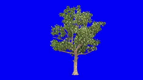 3D-american-sycamore-tree-with-wind-effect-on-blue-screen-3D-animation