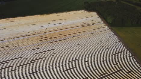 A-drone-shot-of-a-large-asparagus-field-in-the-Netherlands-creating-interesting-symmetrical-lines