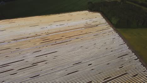 una foto de un dron de un gran campo de espárragos en los países bajos creando interesantes líneas simétricas