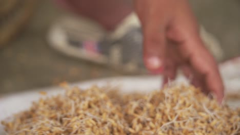 close-up-of-rice-seeds-with-embryo-ready-to-plantation-in-rice-field-farm-in-asia