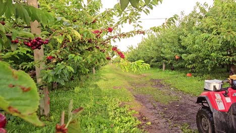 Close-up view of ripe cherries hanging on a tree branch in a lush orchard