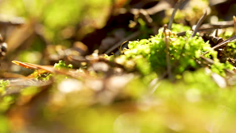 a sunlit forest floor showcases a detailed pinecone amidst fallen leaves, with soft focus branches framing the scene