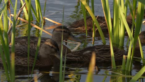 swimming flock of mallards hiding in grass, close up slow motion