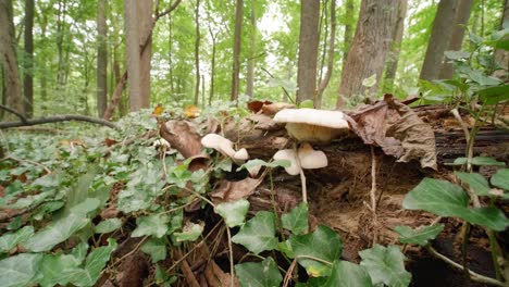 mushrooms growing in a verdant forest, wissahickon creek, pennsylvania