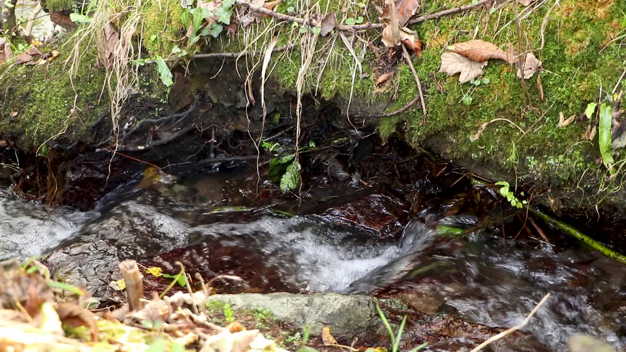 relajante primer plano de un arroyo claro balbuceando en un entorno forestal de otoño, filmado en guernsey, pero que encajaría igualmente en la mayoría de los lugares de europa o américa del norte.