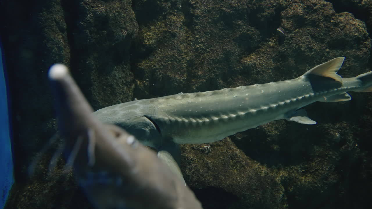 일본 미야기 센다이의 공공 수족관에서 헤엄치는 철갑상어