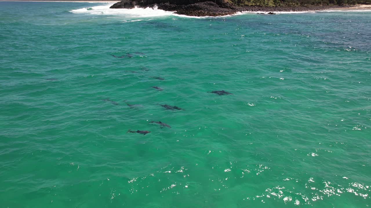 Bottlenose Dolphins In The Ocean In NSW, Australia - Aerial Shot