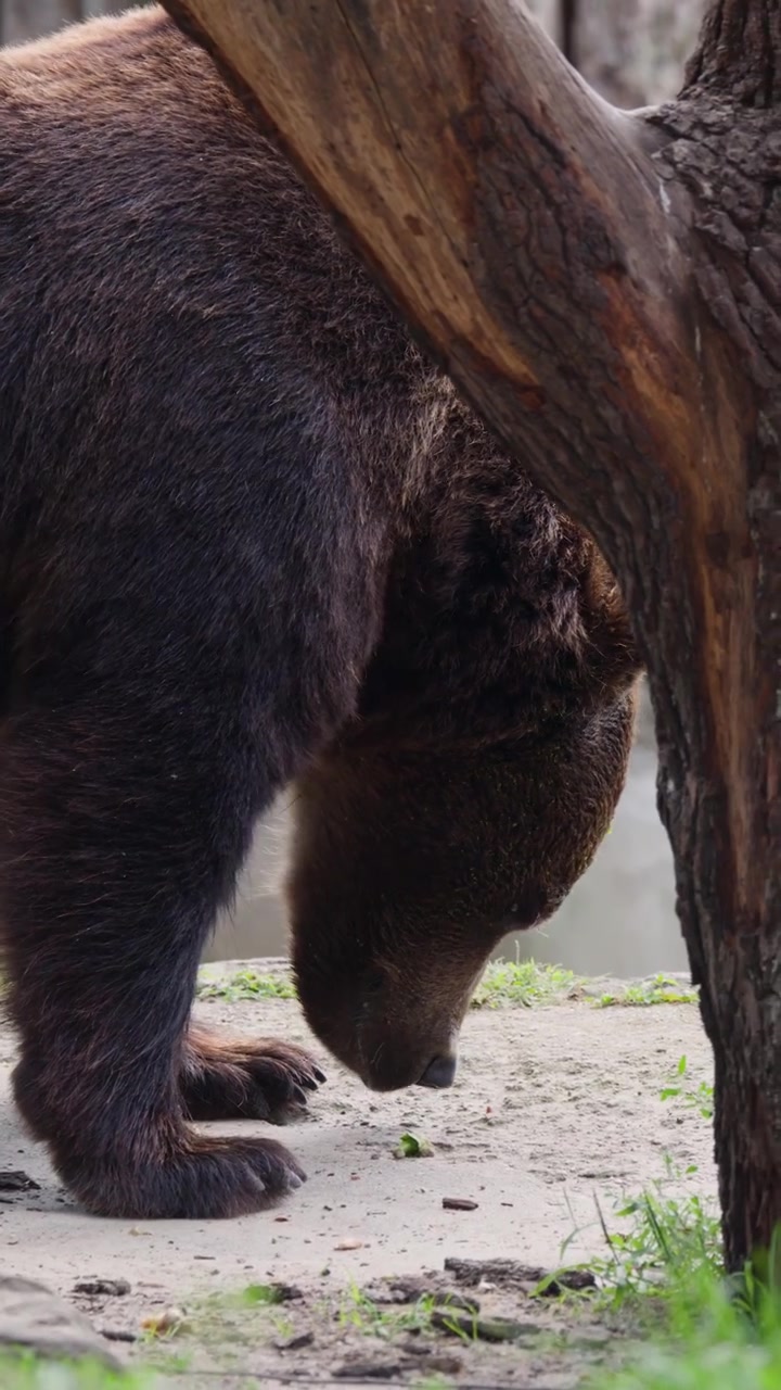 Un orso bruno esamina il terreno in un recinto forestale all'aperto, con luce naturale del giorno e un movimento laterale fluido della telecamera.