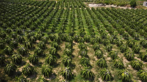 vista aérea de los campos de frutas del dragón en nam trung bo, vietnam