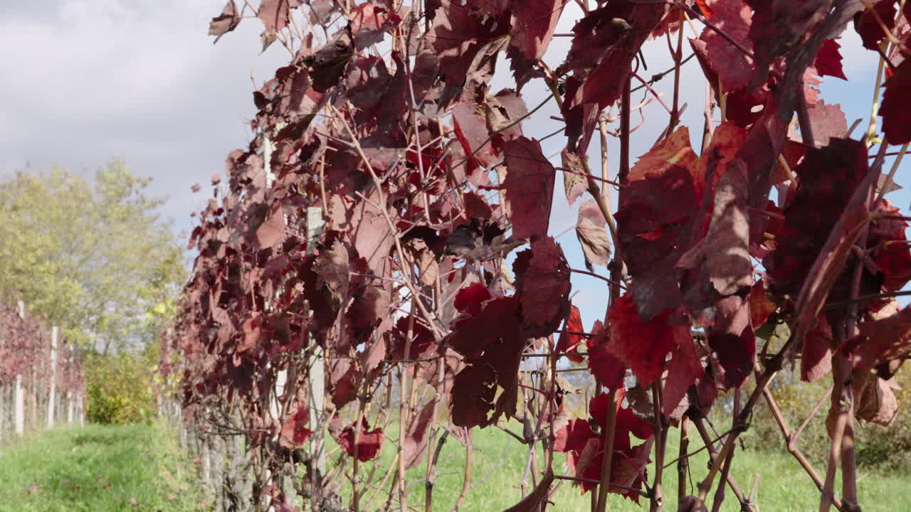 Beautiful red autumn leaves of a grapevine gently moving in the breeze. Scenic agricultural landscape with a vineyard during the fall season