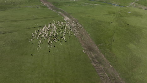 flock of sheep walking in the grassland and meadow of ktsia-tabatskuri managed reserve in georgia