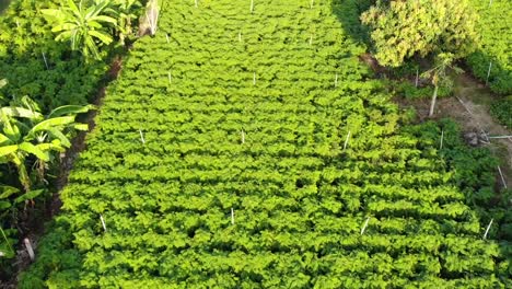 Vista-Aérea-De-Plantaciones-Verdes-En-El-País-Asiático,-Verano