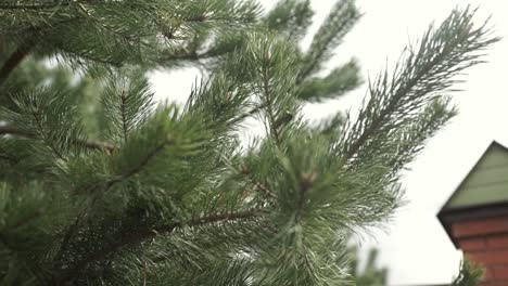 pine tree branches