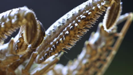 close-up of a crustacean's textured limb
