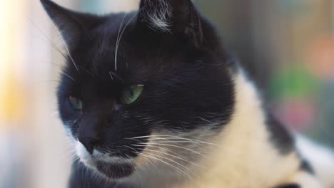 un hermoso gato callejero salvaje está observando con sus curiosos ojos verdes, capturado de cerca con el desenfoque de fondo y los cálidos rayos del sol en una tarde perezosa