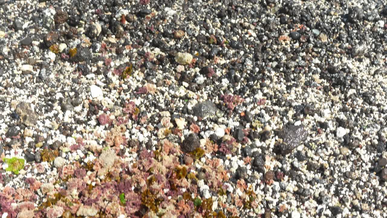 Coral desbotado e plantas marinhas na praia de Tenerife