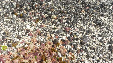 washed out coral and sea plants on beach of tenerife