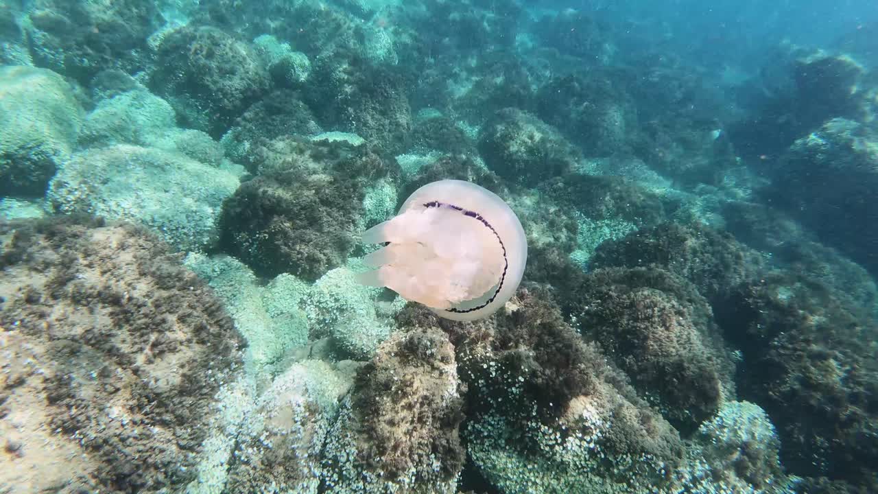 grandes medusas flotando en las aguas turbulentas de italia