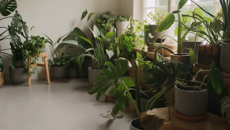a vibrant collection of diverse potted houseplants basking in natural light from a window
