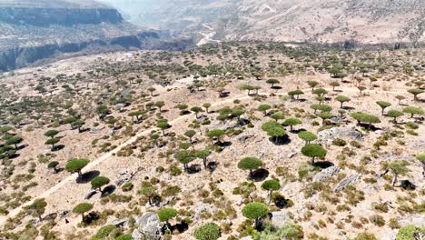 socotra island, yemen - gliding through the emerald green expanse of firmhin forest - drone flying forward