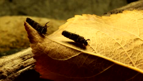 Two-Caddisfly-larvae-in-a-territorial-dispute,-wide-view-with-the-perpetrator-slowly-crawling-away