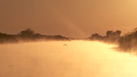 foggy morning sunrise on water with bird silhouettes flying