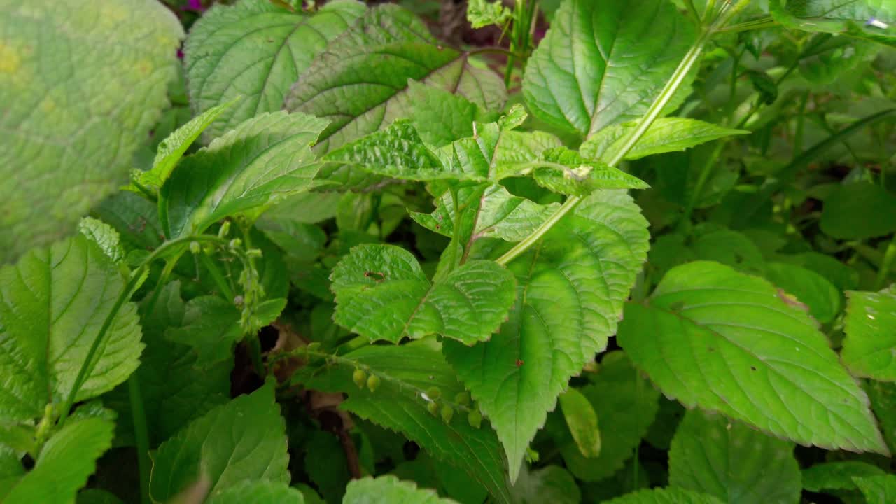 Slow zoom out reveals vibrant green leaves in a dense and colorful garden under natural light