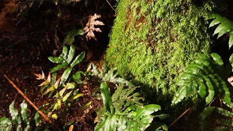 close-up of mossy tree trunk in lush rainforest