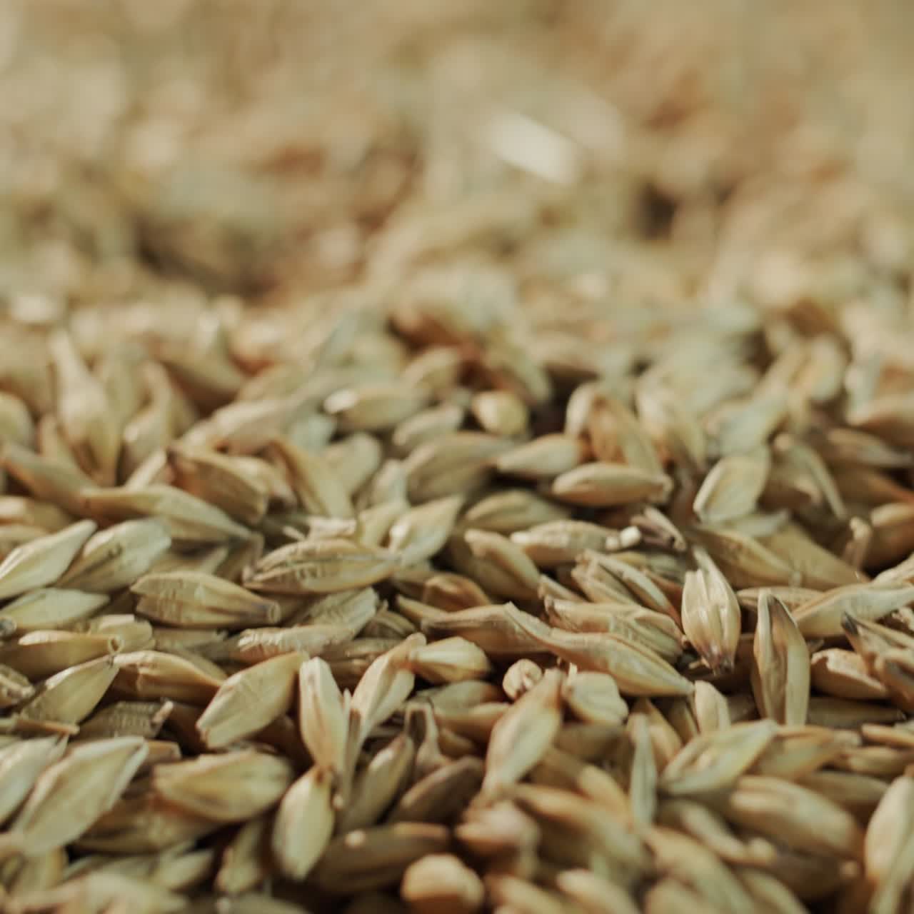 보리가 더미에 쏟아지고 있다 4