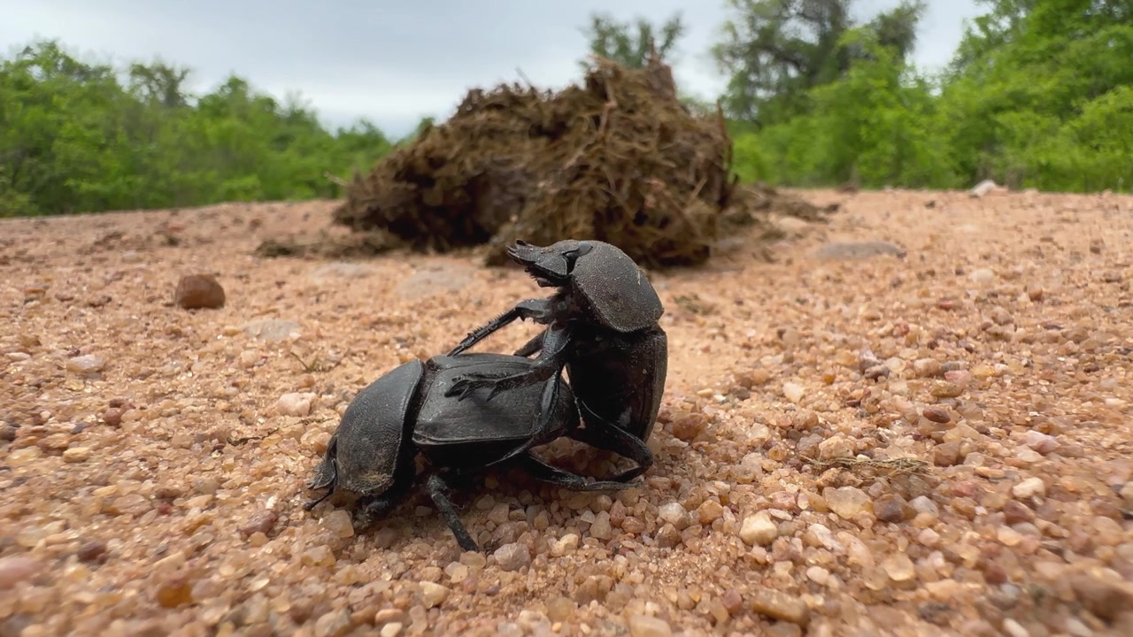 Scarabei stercorari della famiglia Scarabaeidae che si accoppiano vicino a sterco fresco di elefante nel Parco Nazionale di South Luangwa, Zambia