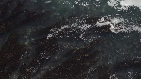 4K-overhead-of-giant-seaweed-lagoon-with-resting-Harbor-Seals-and-flying-birds