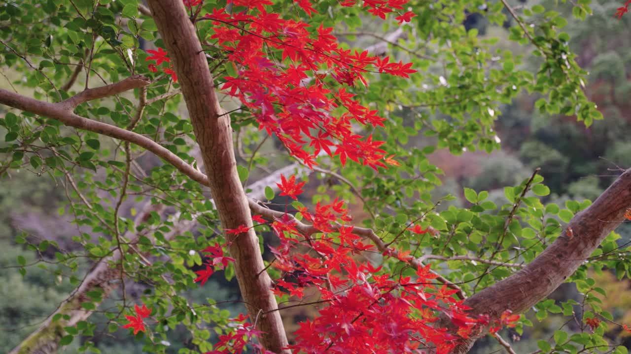 hojas rojas de otoño en el fondo verde de la montaña en la temporada de otoño en japón