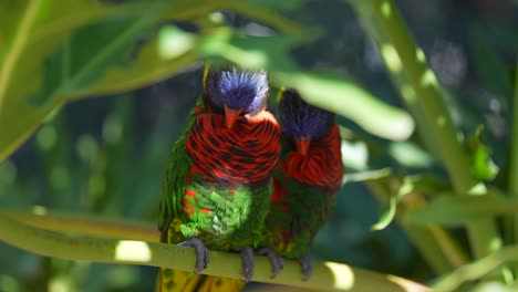 rainbow lorikeet love birds and mates perched on a branch grooming and preening