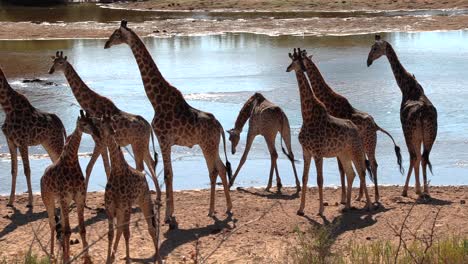 a large group of giraffe gracefully stands together next to a river in africa