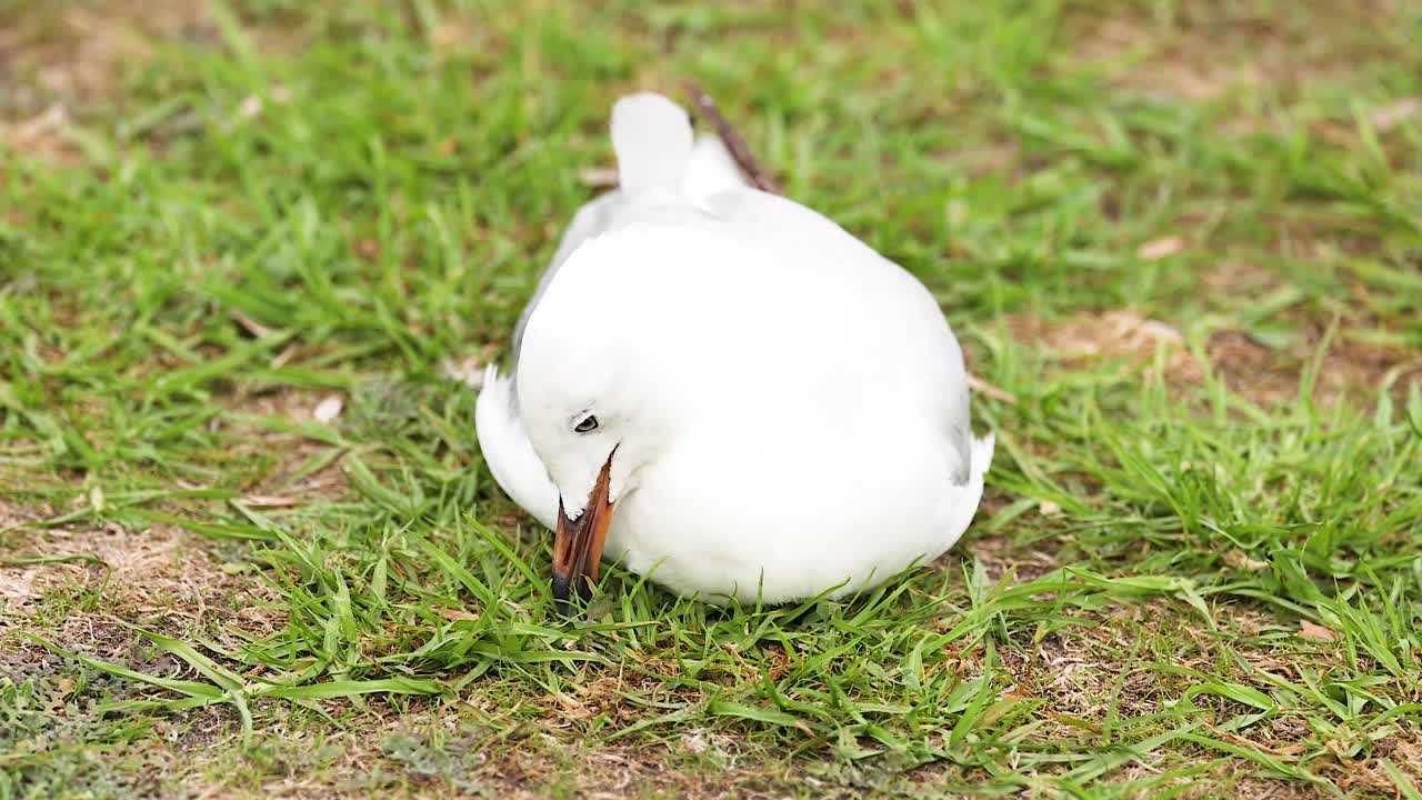 A red-billed gull is seen resting on grass, preening its feathers under natural daylight at Apollo Bay, Australia