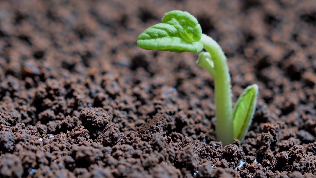 Piccola piantina verde che spunta dal terreno scuro