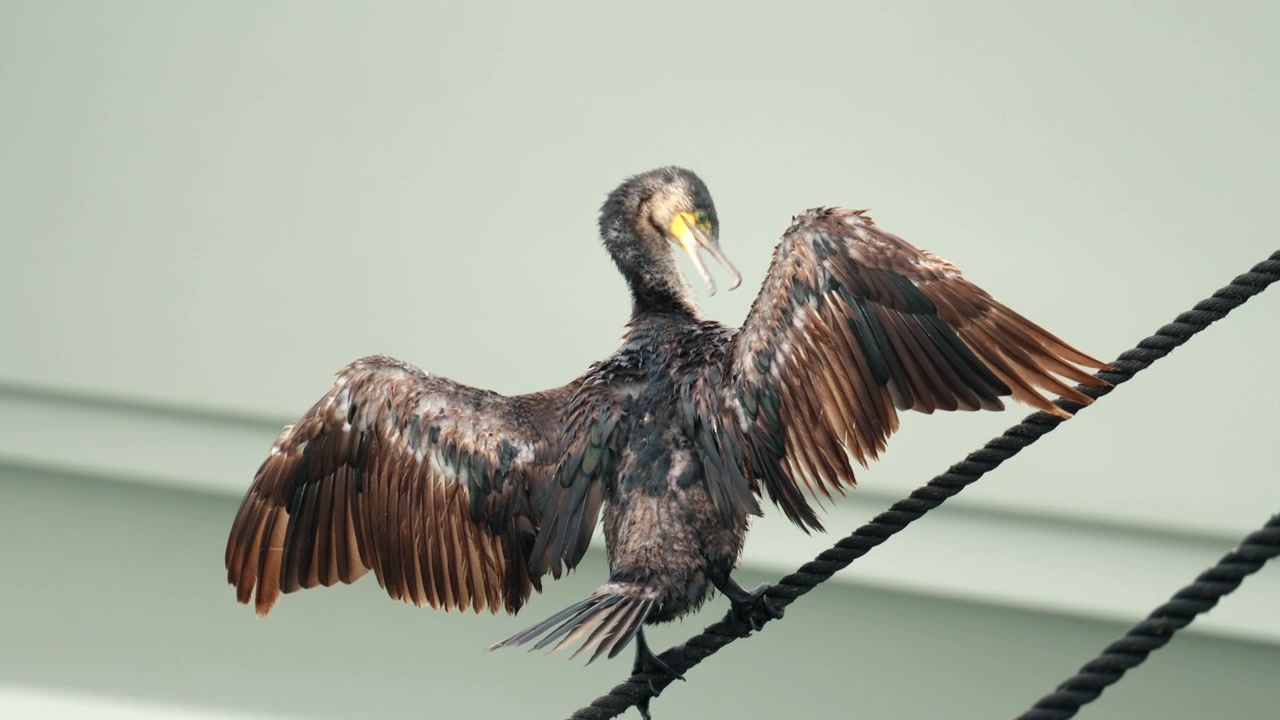 Cormorano a riposo, con le ali aperte per asciugare le piume su una spessa e scura corda nautica su uno sfondo chiaro