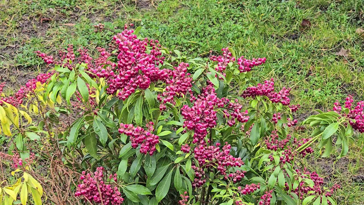 피에리스 자포니카 리 발렌타인 꽃